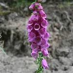 Ackerbuergerhof In Der Welterbestadt Quedlinburg Gernrode (Saxony-Anhalt)