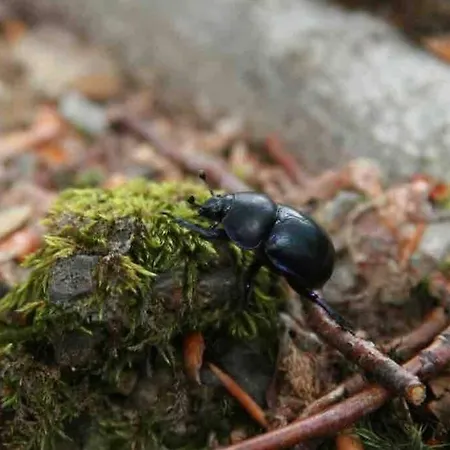 Ackerbuergerhof In Der Welterbestadt Quedlinburg Appartement
