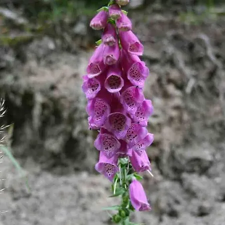 Ackerbuergerhof In Der Welterbestadt Quedlinburg جيرنروده هارتس