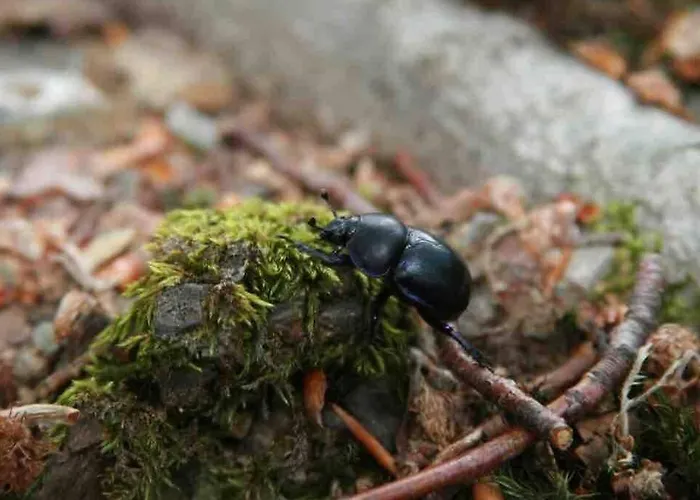 Ackerbuergerhof In Der Welterbestadt Quedlinburg Lejlighed