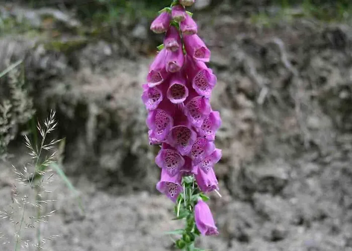 Ackerbuergerhof In Der Welterbestadt Quedlinburg Gernrode (Saxony-Anhalt)